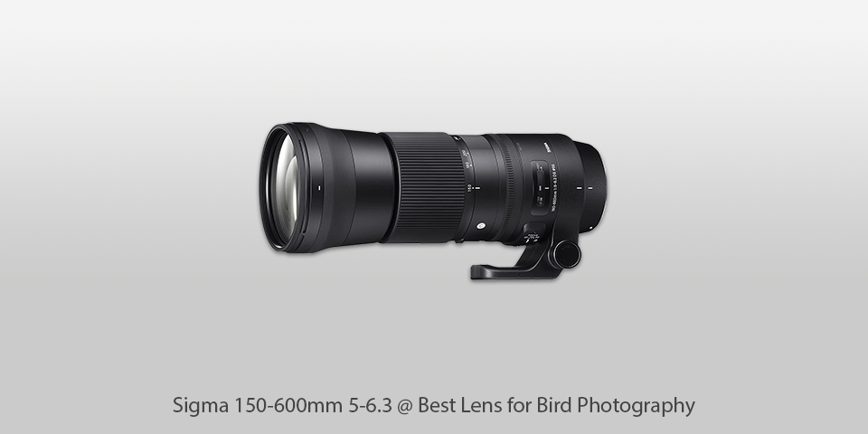 best lens for bird photography sigma 150-600mm 5-6.3