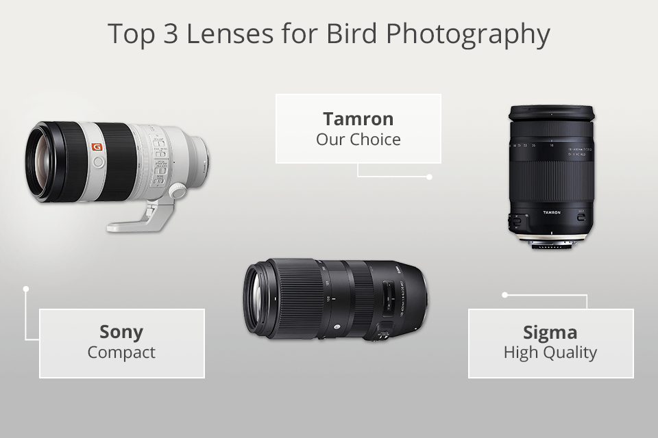 best lenses for bird photography