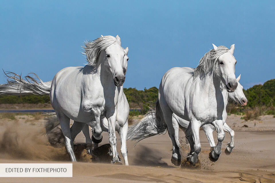 animal editing service horses