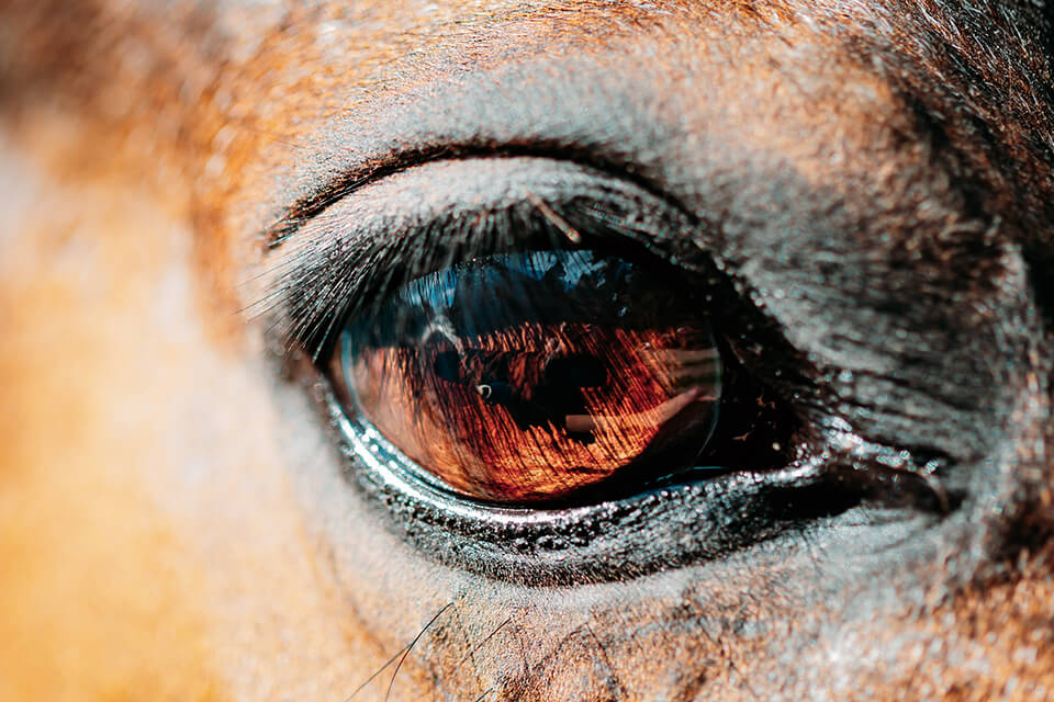 equine photography details