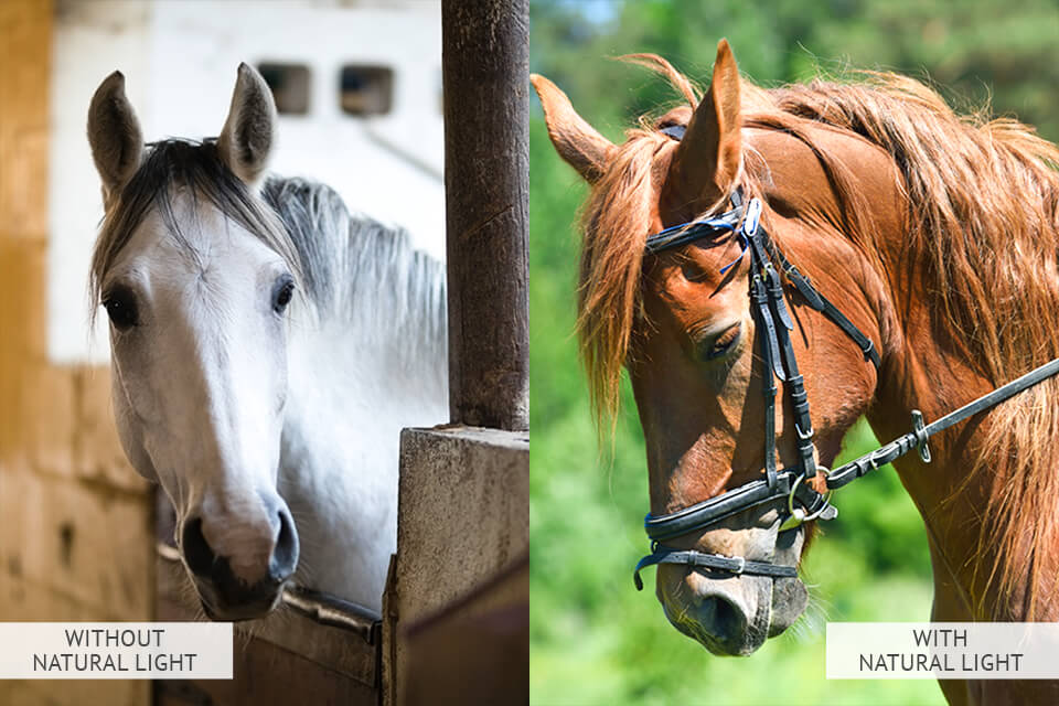 how to photograph horses lighting