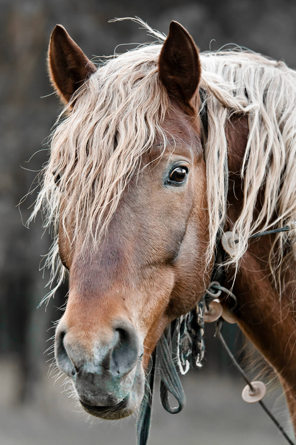 photography of horses portrait