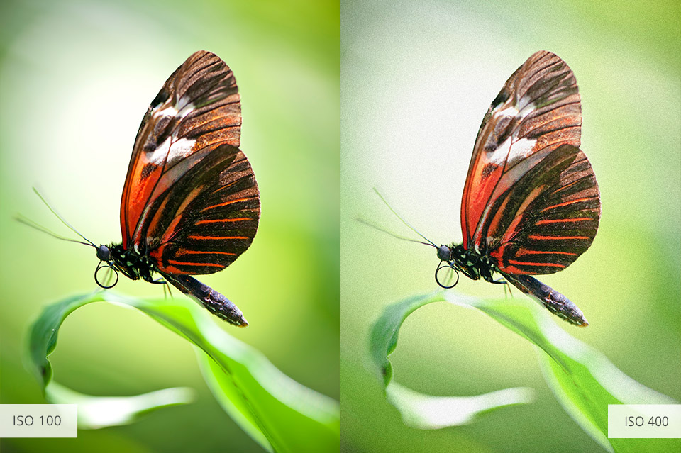 use correct ISO for butterfly photography