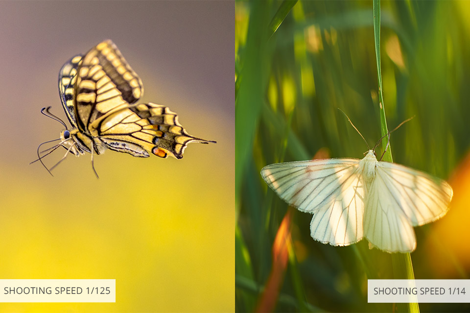 use correct exposure for butterfly photography