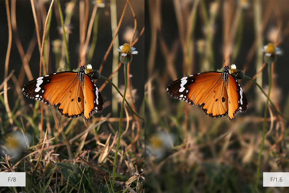 aperture for good results of butterfly photos
