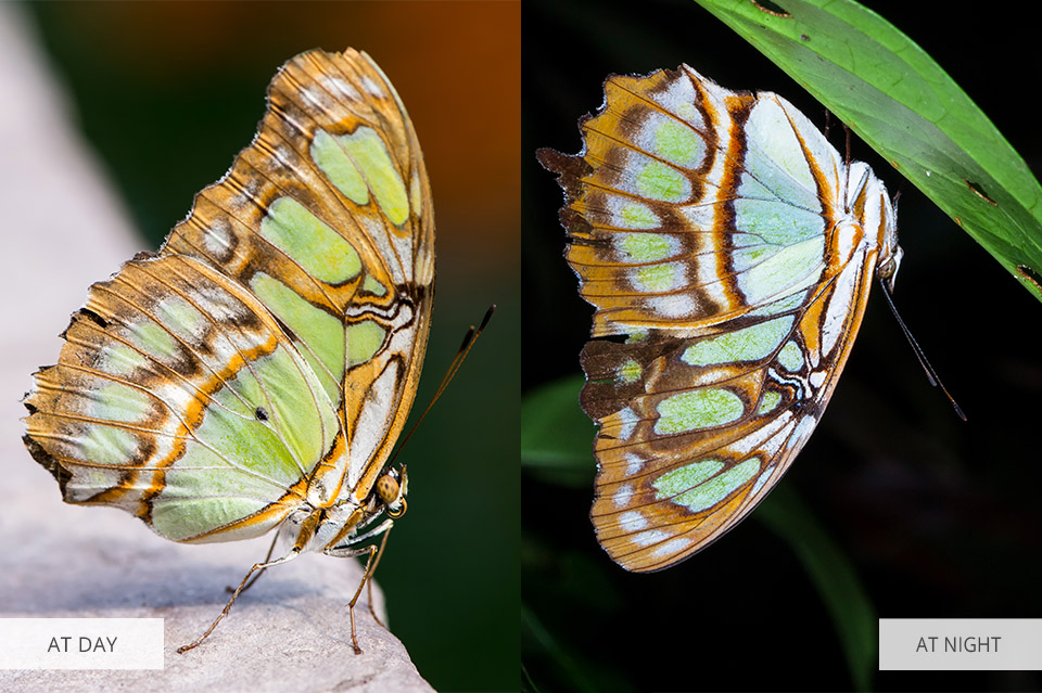 the best time for shooting butterflies