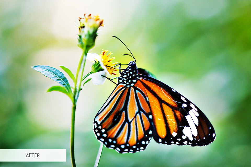 freebie for butterfly photography