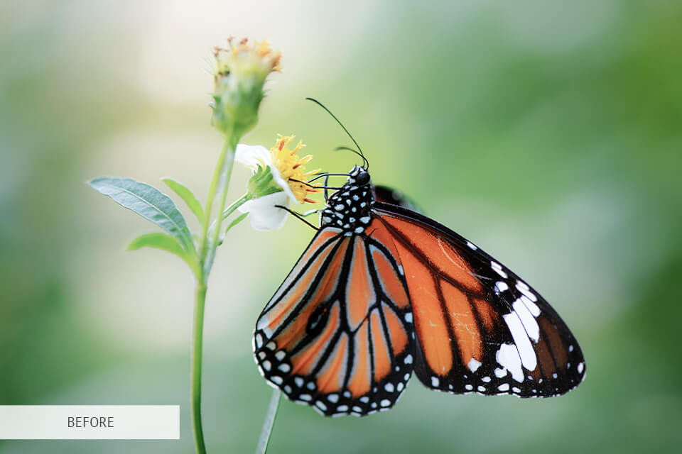 freebie for butterfly photography