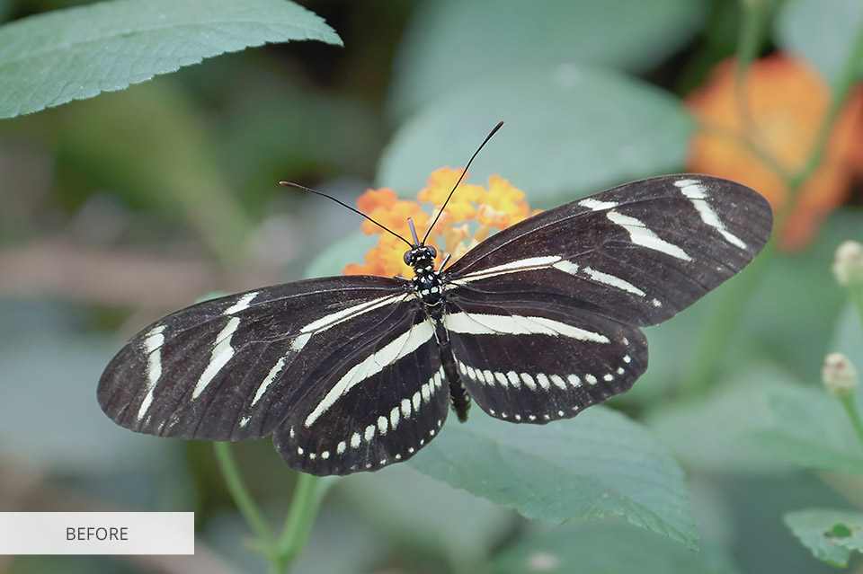 editing butterfly photography in the fixthephoto