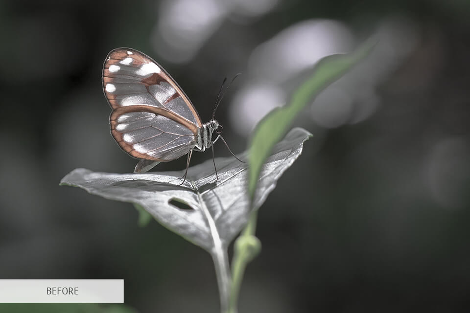 freebie for butterfly photography