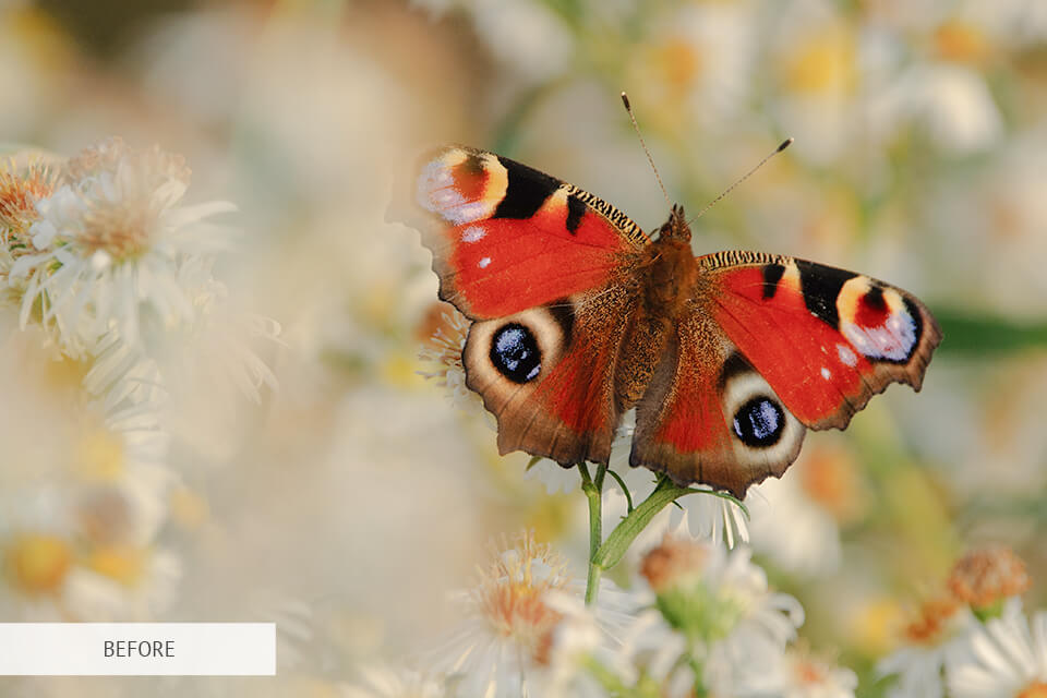 freebie for butterfly photography