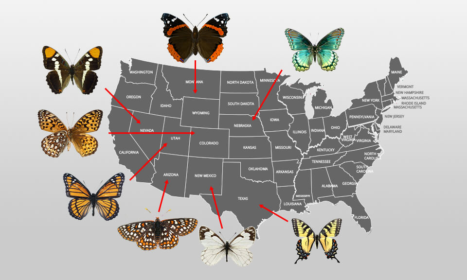 states where are a lot of butterflies