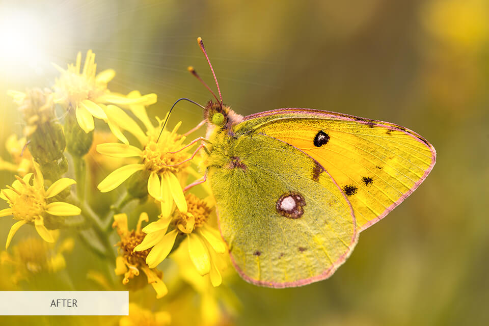 freebie for butterfly photography