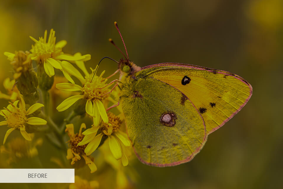 freebie for butterfly photography