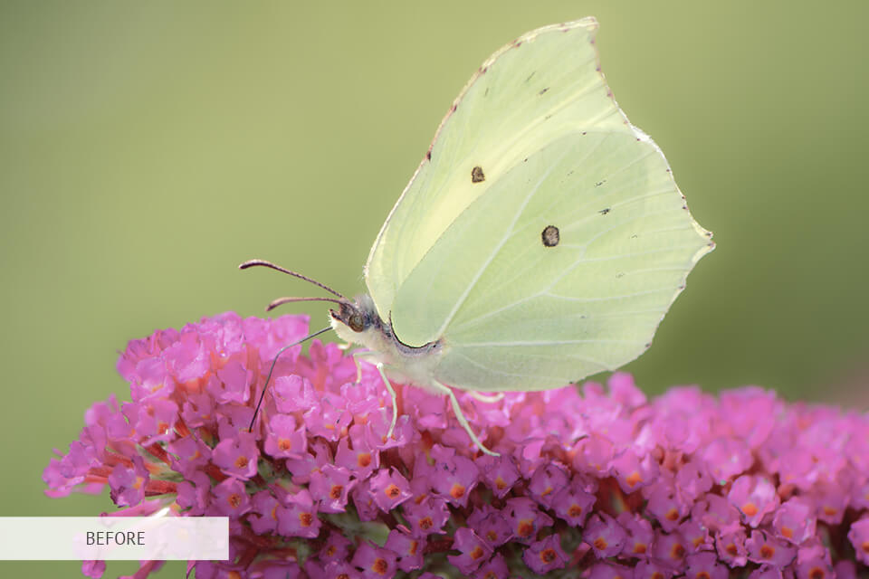 freebie for butterfly photography