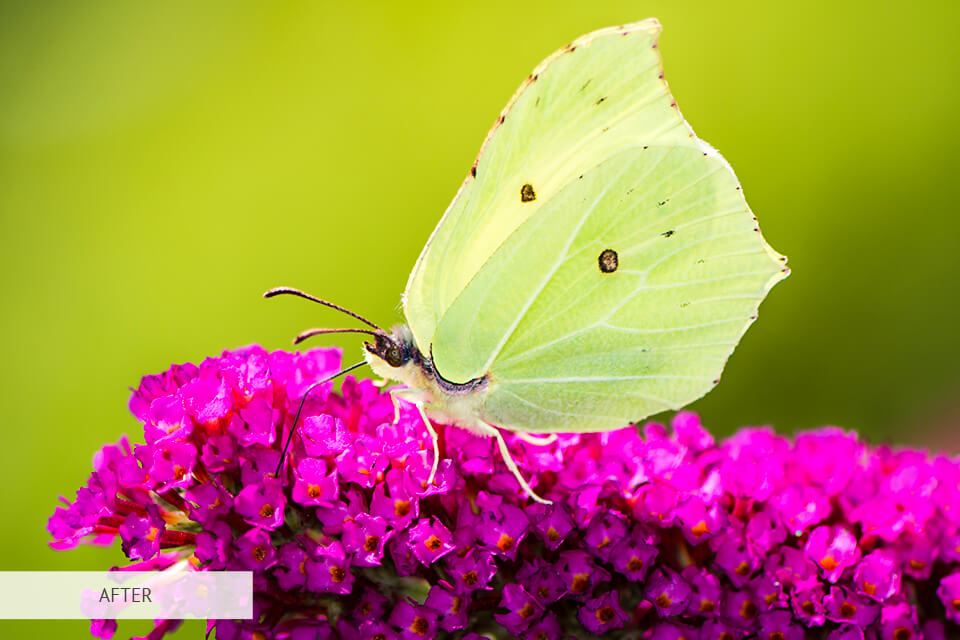 freebie for butterfly photography