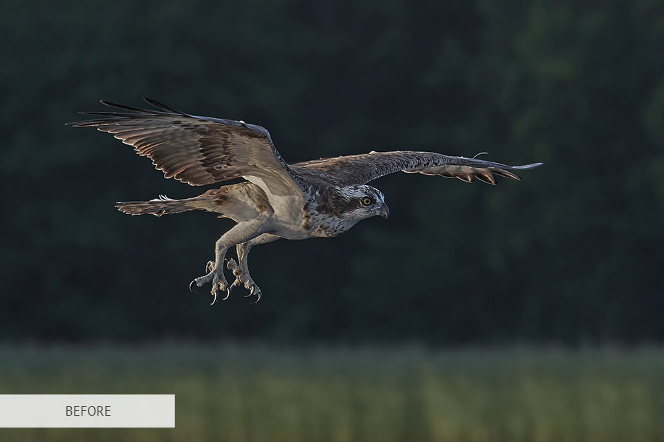 sun rays freebie for bird photography