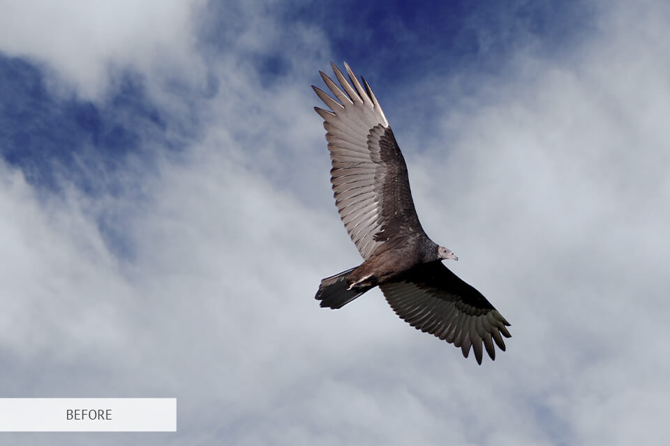 hdr effect for bird photography