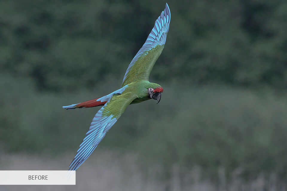 free portraits presets for bird photography 