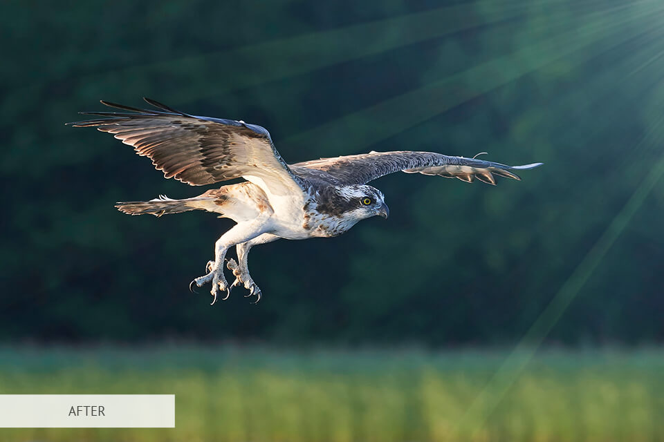 sun rays freebie for bird photography