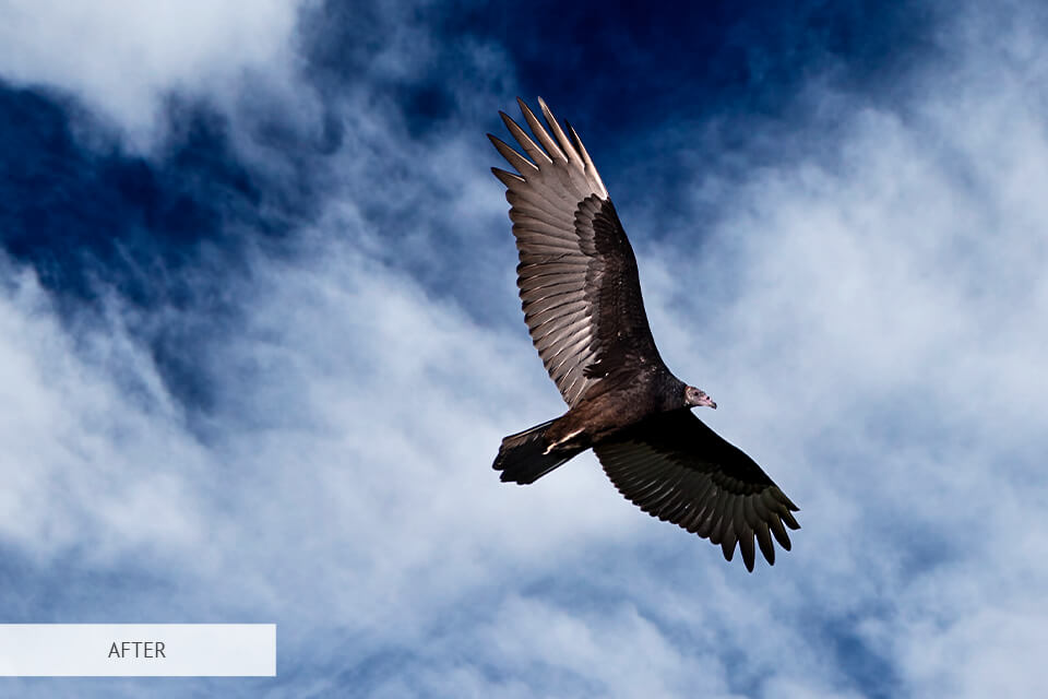hdr effect for bird photography