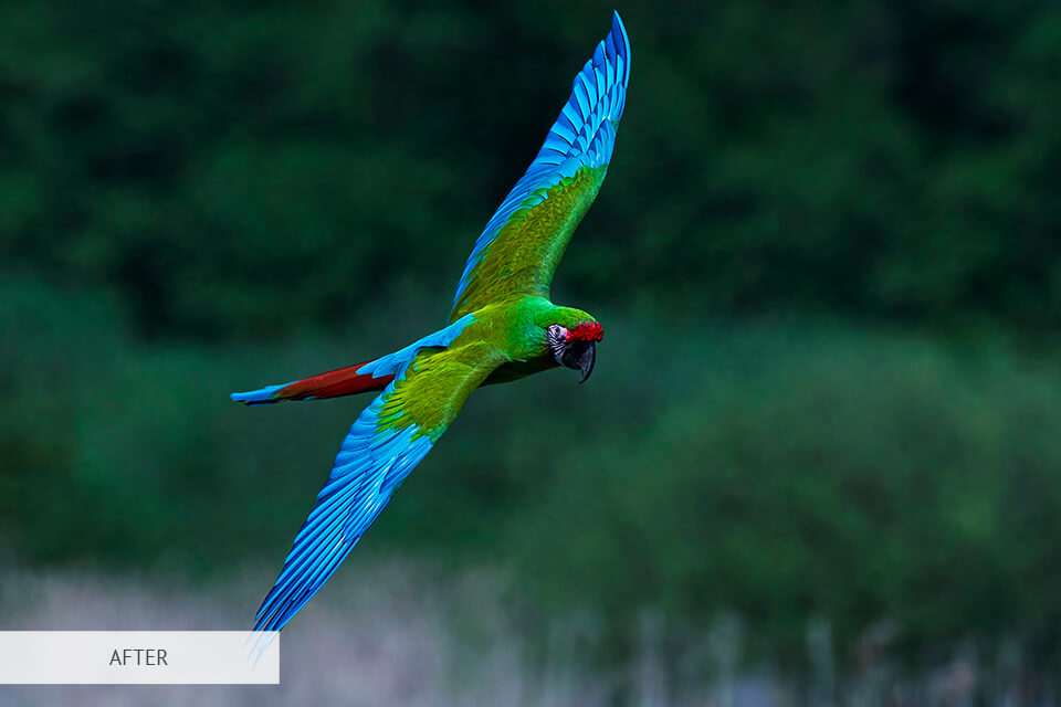 free portraits presets for bird photography 