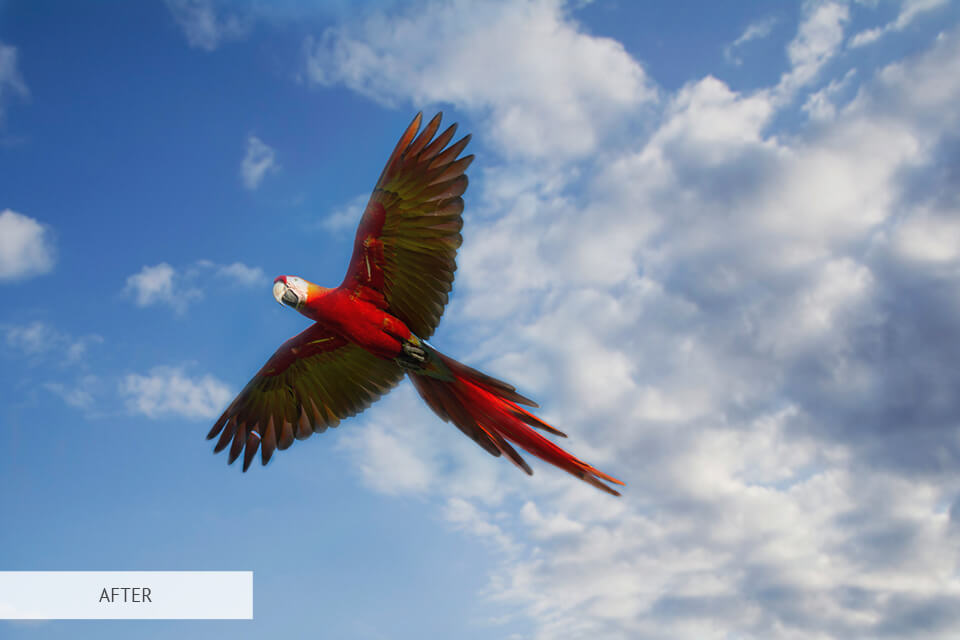 natural sky freebie for bird photography