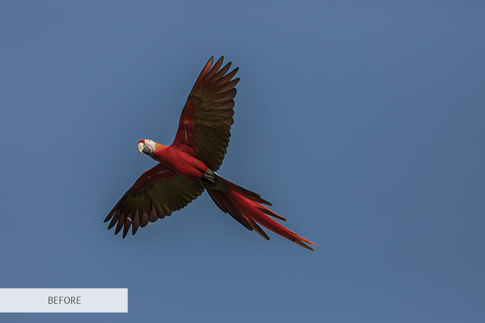 natural sky freebie for bird photography