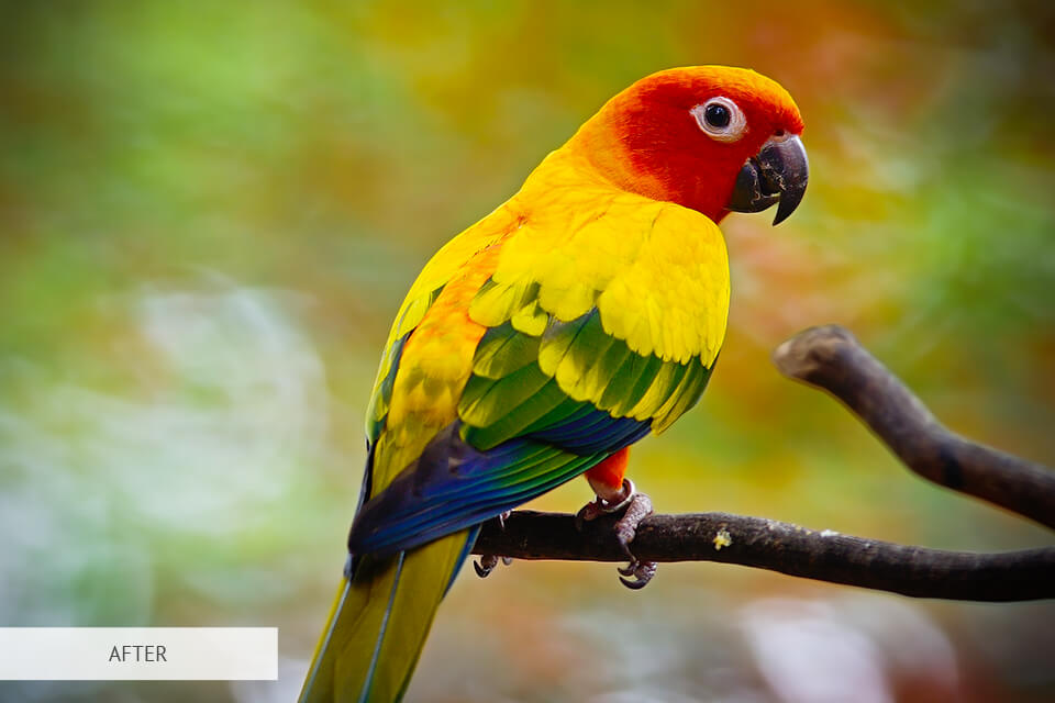 vignette effect for bird photography