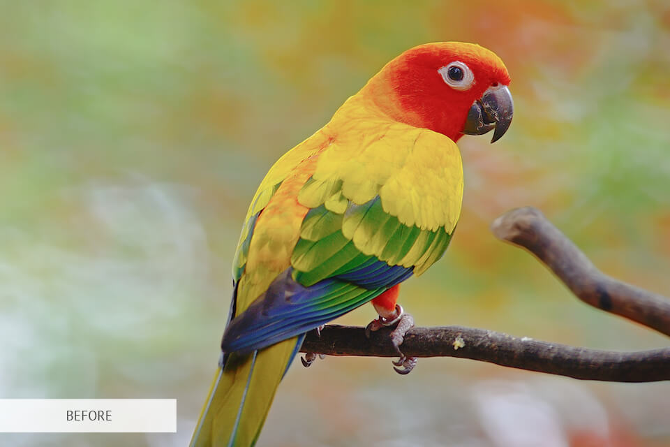 vignette effect for bird photography