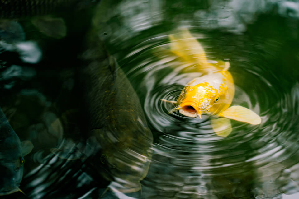 ivan torres photographer best works