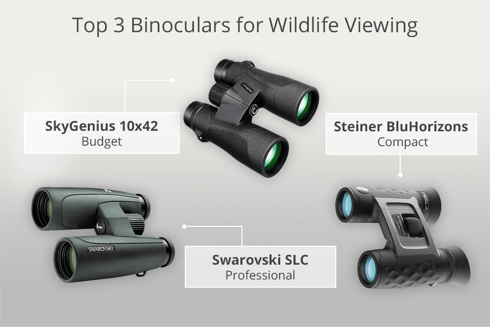 best binoculars for wildlife viewing