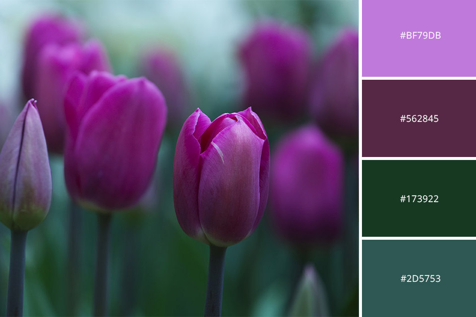 green and purple complementary colors photography