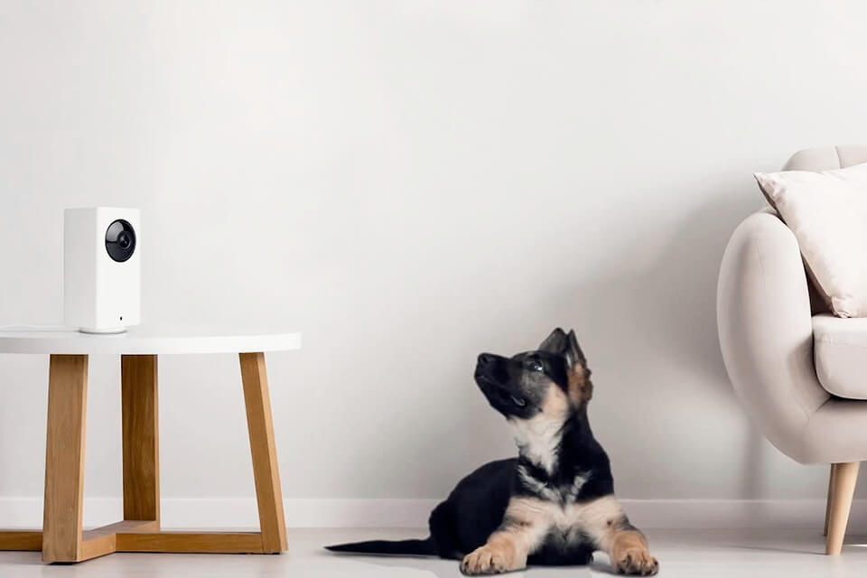 home pet camera