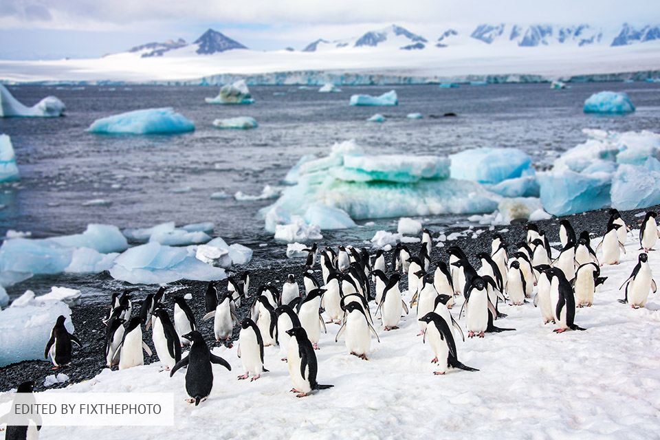 wildlife animal editing service