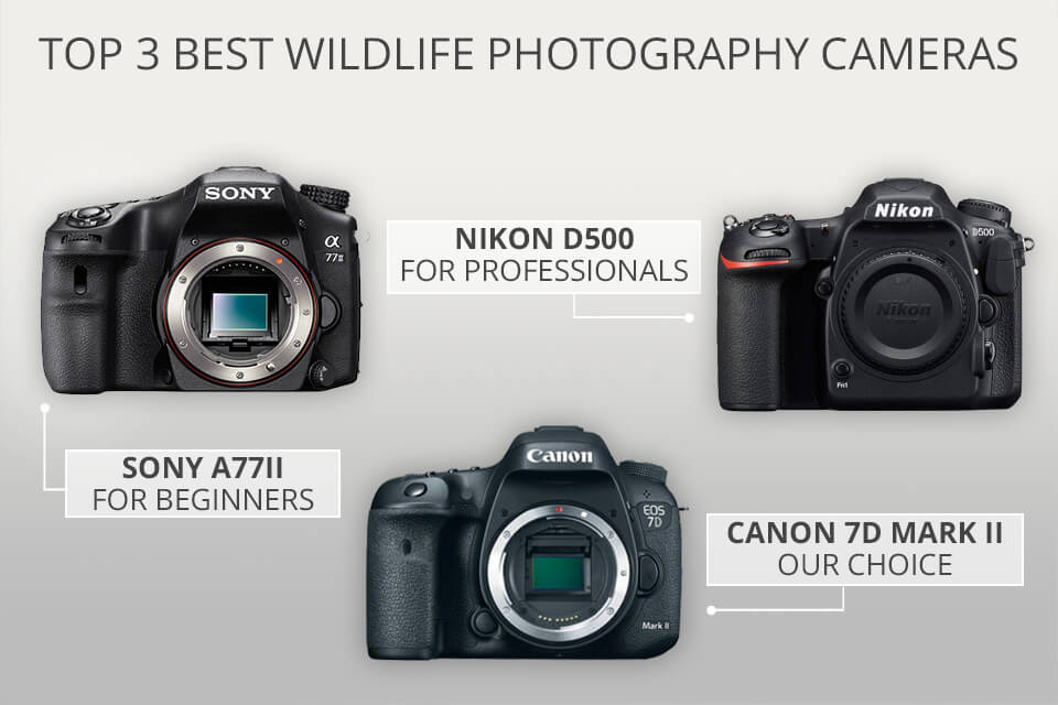 cameras for wild animal photographs