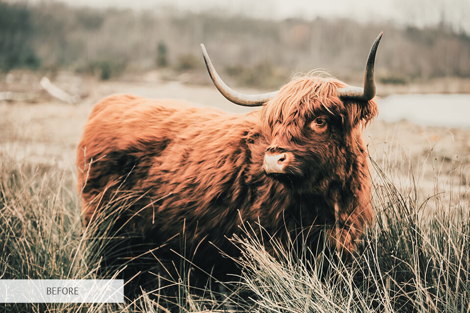 freebie for wildlife photography cool light