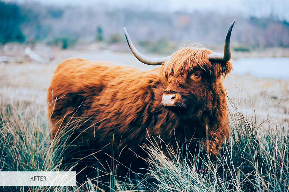 freebie for wildlife photography cool light