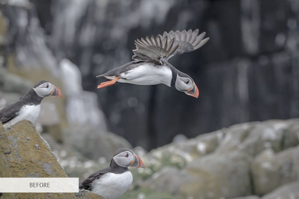 freebie for wildlife photography rich hdr