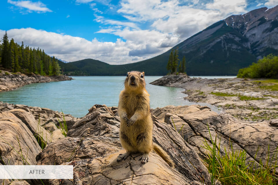 freebie for wildlife photography sunny day