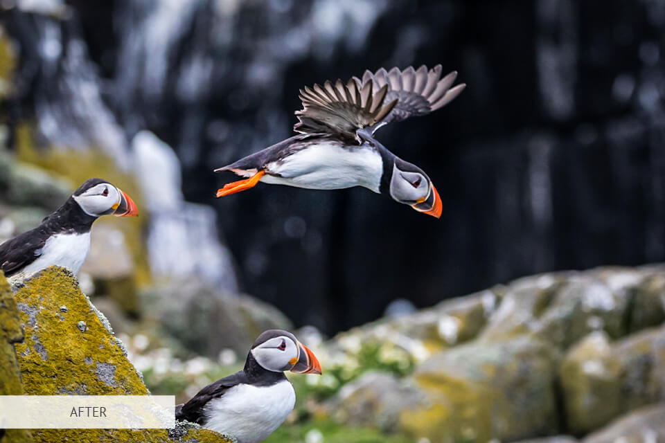 freebie for wildlife photography rich hdr