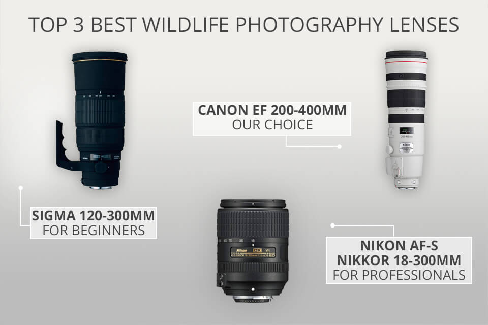lenses for wild photograph