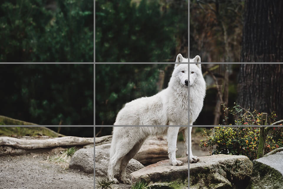 photographing wildlife