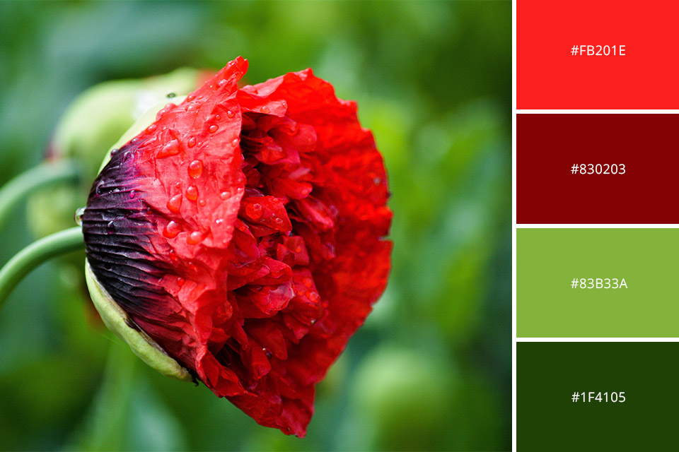 Red And Green Complementary Colors Photography 