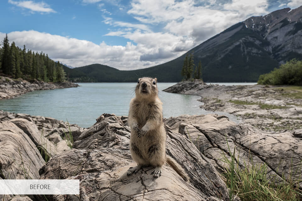 freebie for wildlife photography sunny day