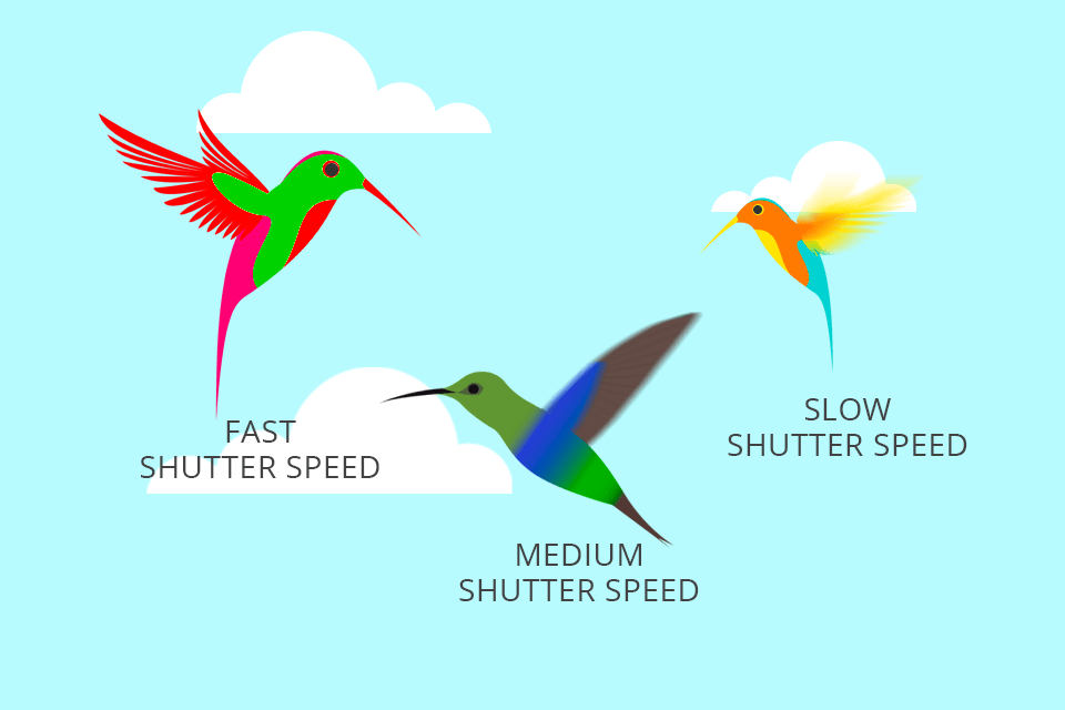 wild animal photograph shutter speed