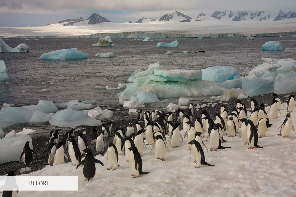 wildlife animal editing service