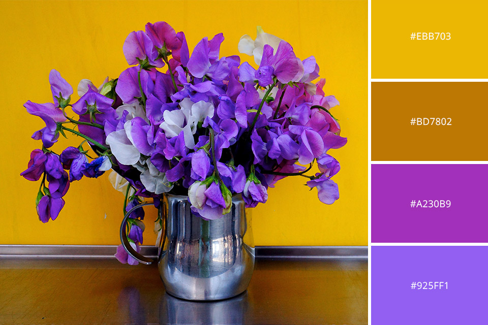 yellow and purple complementary colors photography