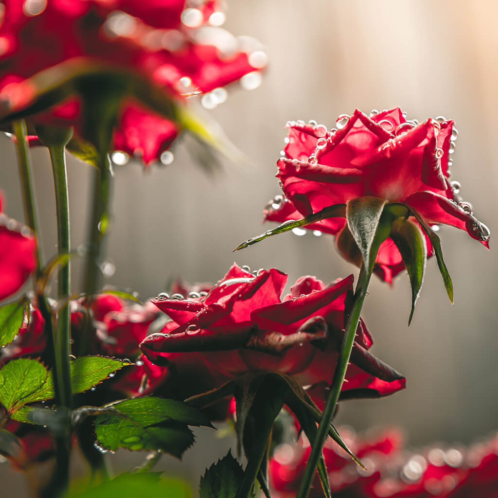 25 Flower Photography Tips