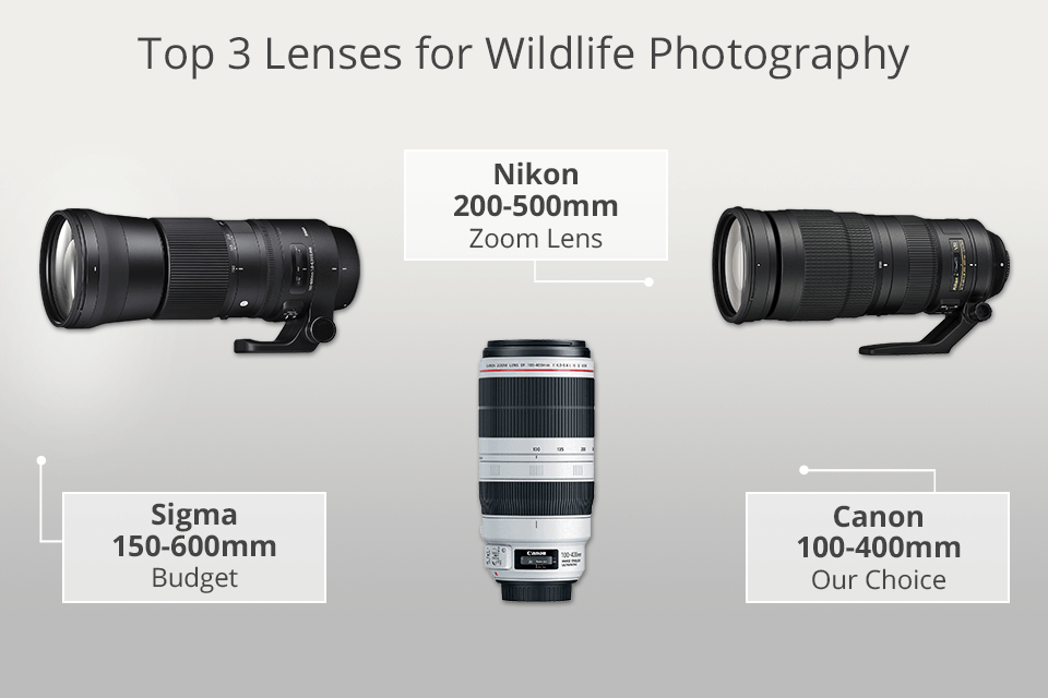 best lens for wildlife photography